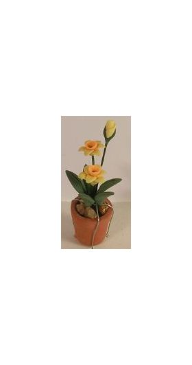 Daffodils in Terracotta Pot (15 Diam x 50Hmm)