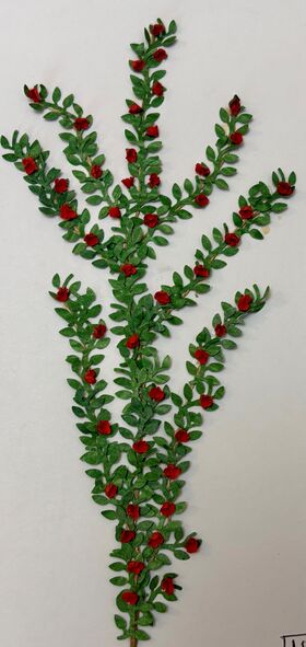 Vine by Kathy Brindle (170mmL)