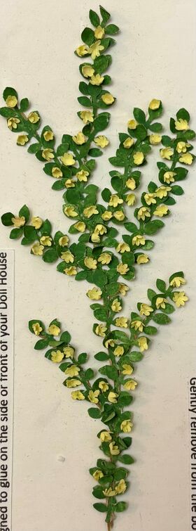 Vine by Kathy Brindle (150mmL)