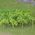 Grape Vines - HO Scale - 30mm Height