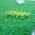 Oilseed Rape - HO Scale - 1/2" Height - 32Pk