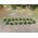 Potato Plants HO Scale - 1/42" Height - 18Pk