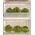 Lemon Tree Grove - 1 1/4" High - 6Pk