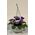 Box of 12 Flowers Hanging Mauve Pansies (Bowl:30mm Diameter)