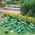Hostas 30mm High