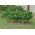 Lemon Tree Grove - 1 1/4" High - 6Pk