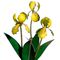 Flower Kit Iris Yellow (12 Stems)