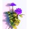 Flower Kit Dahlia Purple (6 Flowers)