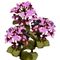 Flower Kit Hydrangea Purple (3 Plants)