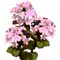 Flower Kit Hydrangea Pink (3 Plants)