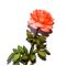 Flower Kit Rose Orange (12 Stems)