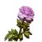 Flower Kit Rose Lavender (12 Stems)