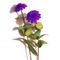 Flower Kit Zinnia Purple (6 Flowers)