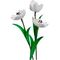 Flower Kit Tulips White (12 Flowers)