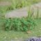 Tomatoes - 1 1/2" High - 6Pk