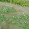 Water Lillies - N Scale - 3/4" Wide - 10Pk