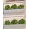 Pear tree Grove - 1 1/4" High - 6Pk