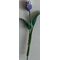 Purple Tulip (40mmL)