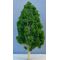 12cm Pear Shaped White Trunk Light Green Tree