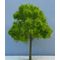 7cm Bushy Light Green Tree
