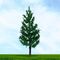 8" Spruce Tree