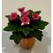 Box of 12 Flowers Pink Gerberas (30mmH)