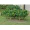 Lemon Tree Grove - 1 1/4" High - 6Pk